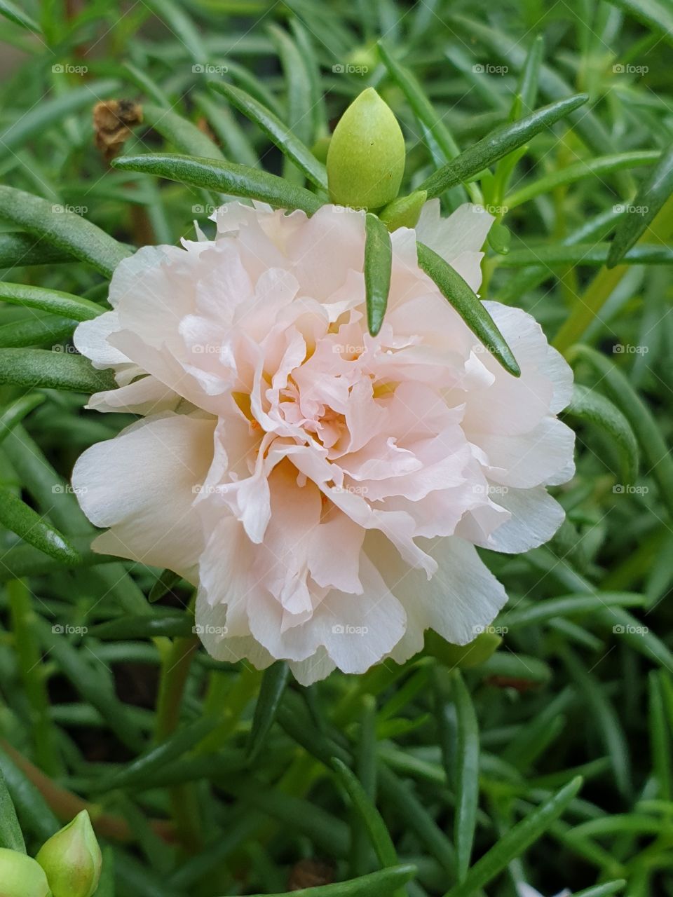 the portulaca grandiflora