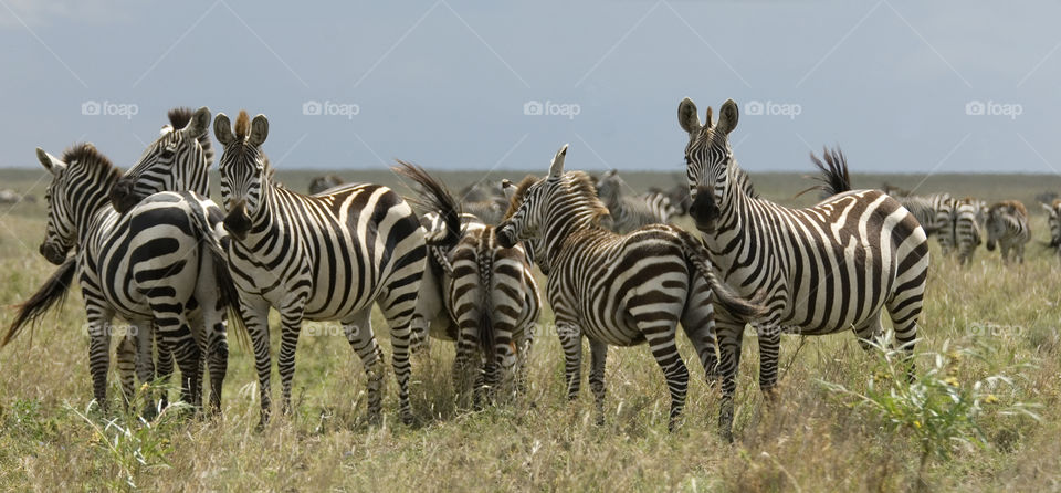 A herd of Zebras in Serengeti National Park in Tanzania.