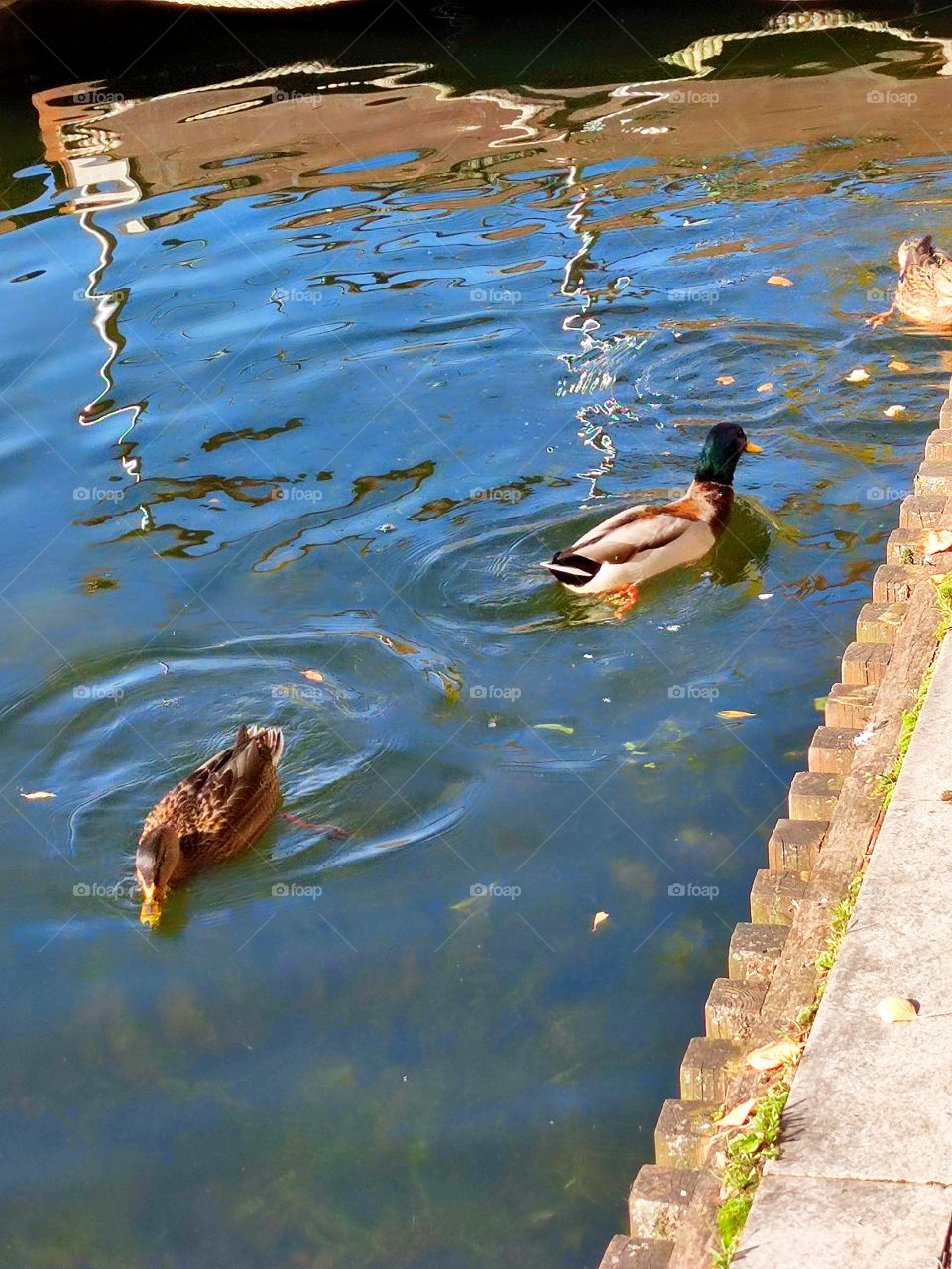 Autumn in the park.  Ducks in the river