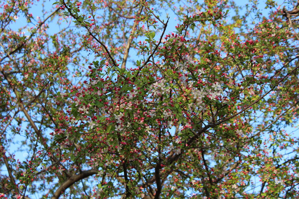 Spring in Bloom