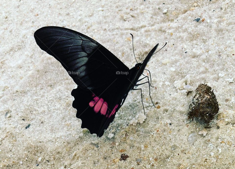 O detalhe cor-de-rosa da #borboleta!
Fotografar coisas simples é muito legal.
📸
#FOTOGRAFIAéNOSSOhobby
#farfalle #butterfly #natureza #mobgrafia 