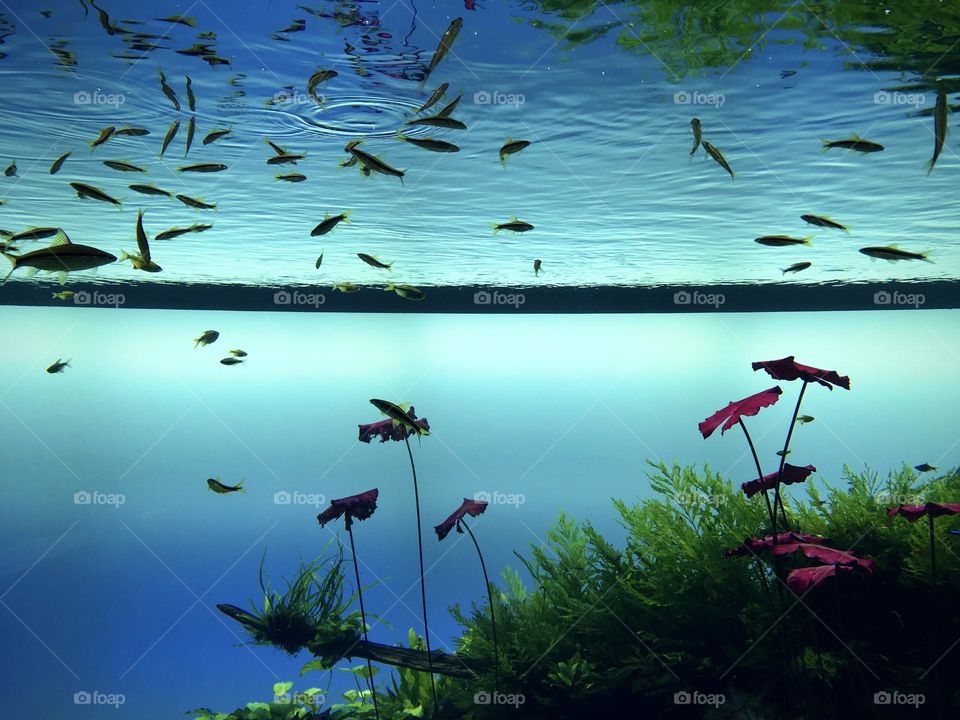 Underwater plants