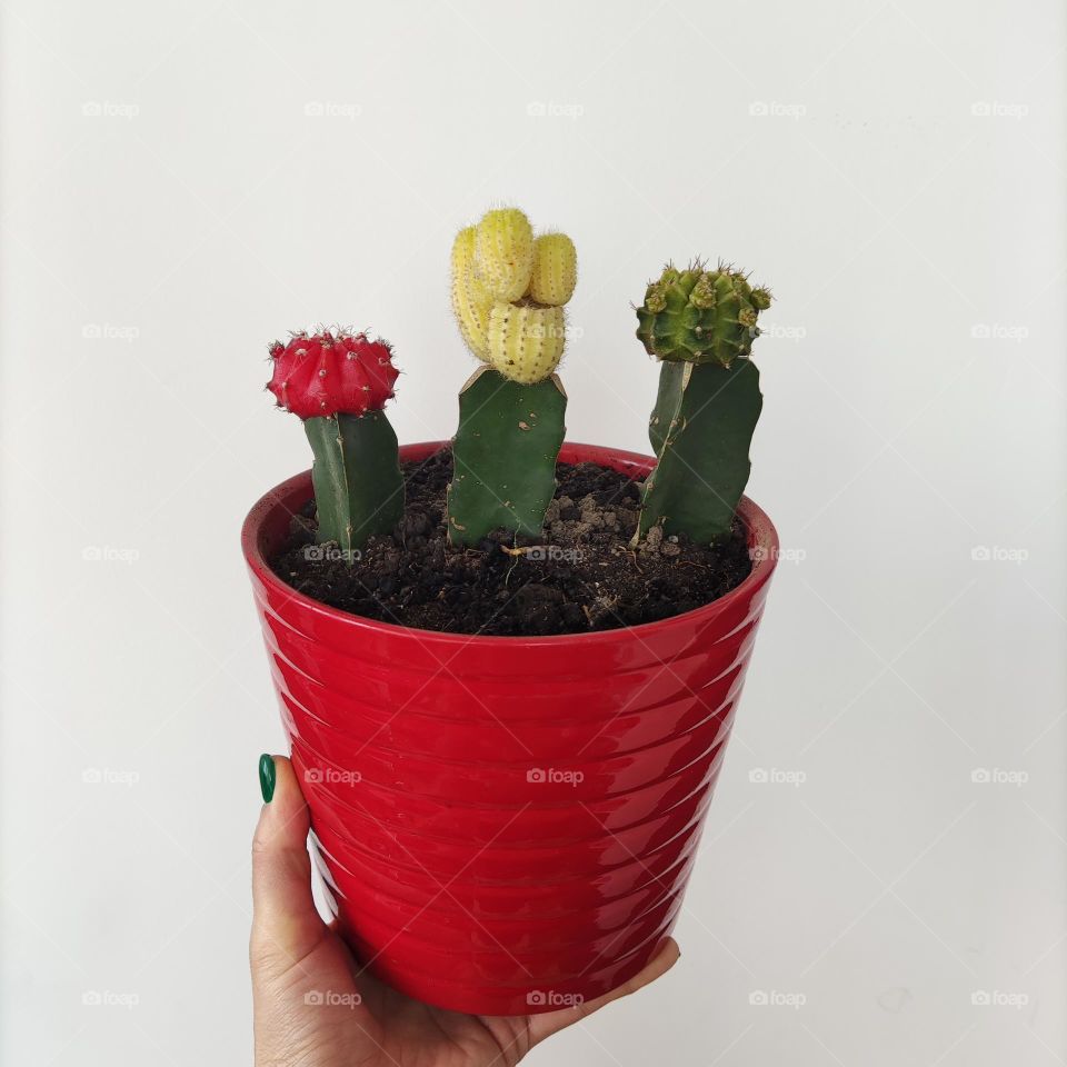 present on the 8 of March