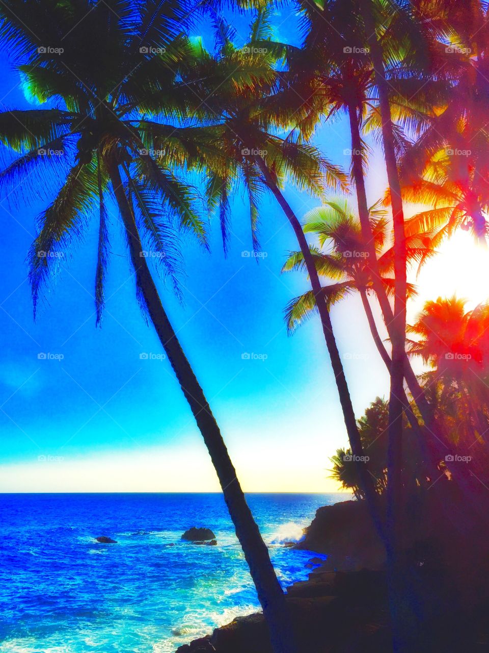Hawaii Series: Palm Trees and Pacific Ocean 