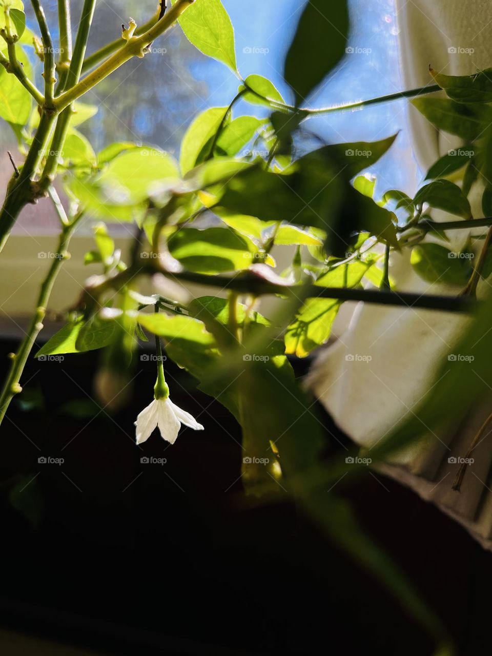 Photo of chili peppers flower 