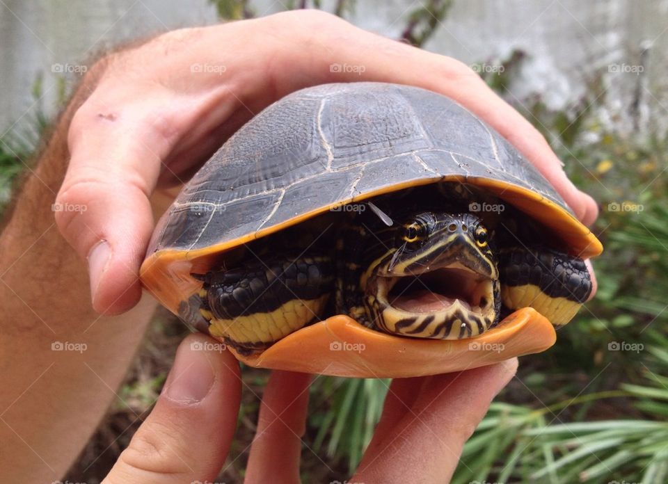 Turtle Smile