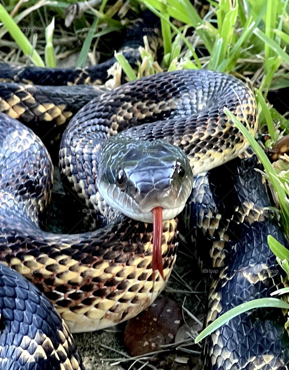 My friend is back and bigger than ever! She’s at least 6 feet long now and likes to rest in the live oak in my yard!