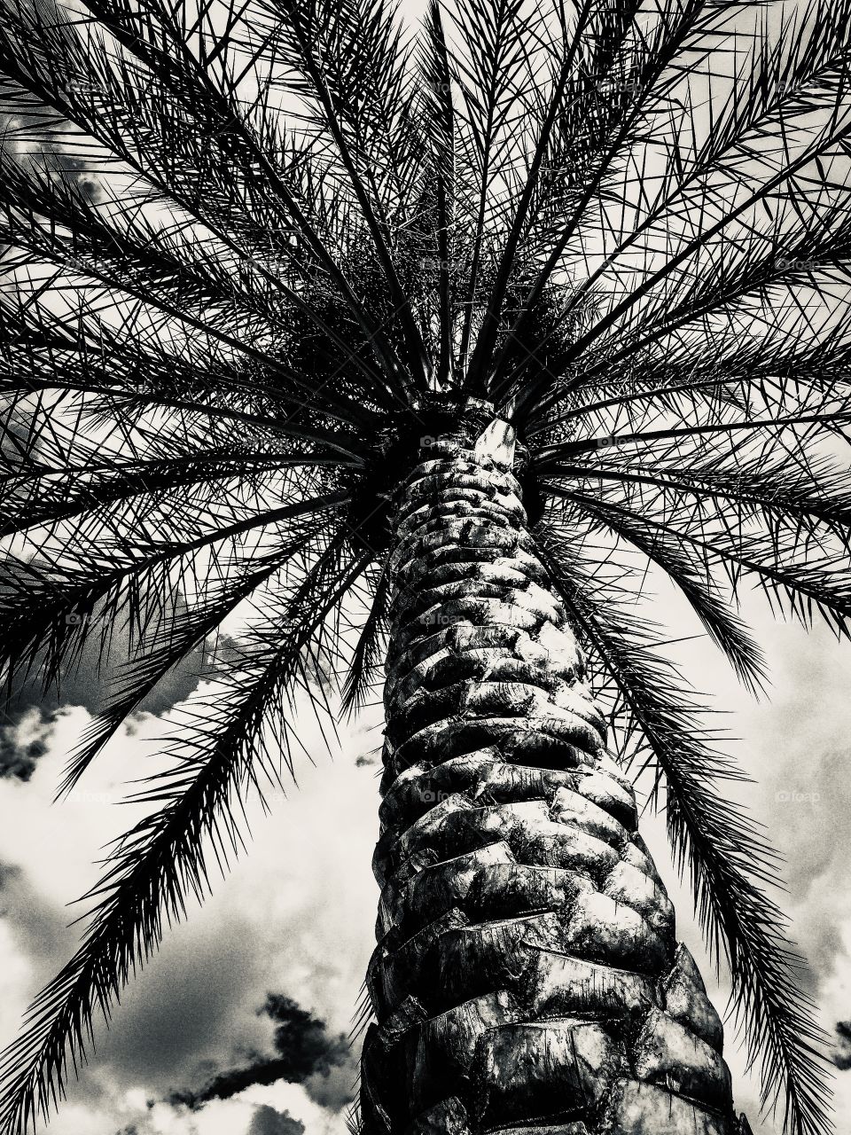 Upshot at a palm tree in silver tone, looking from a new perspective 