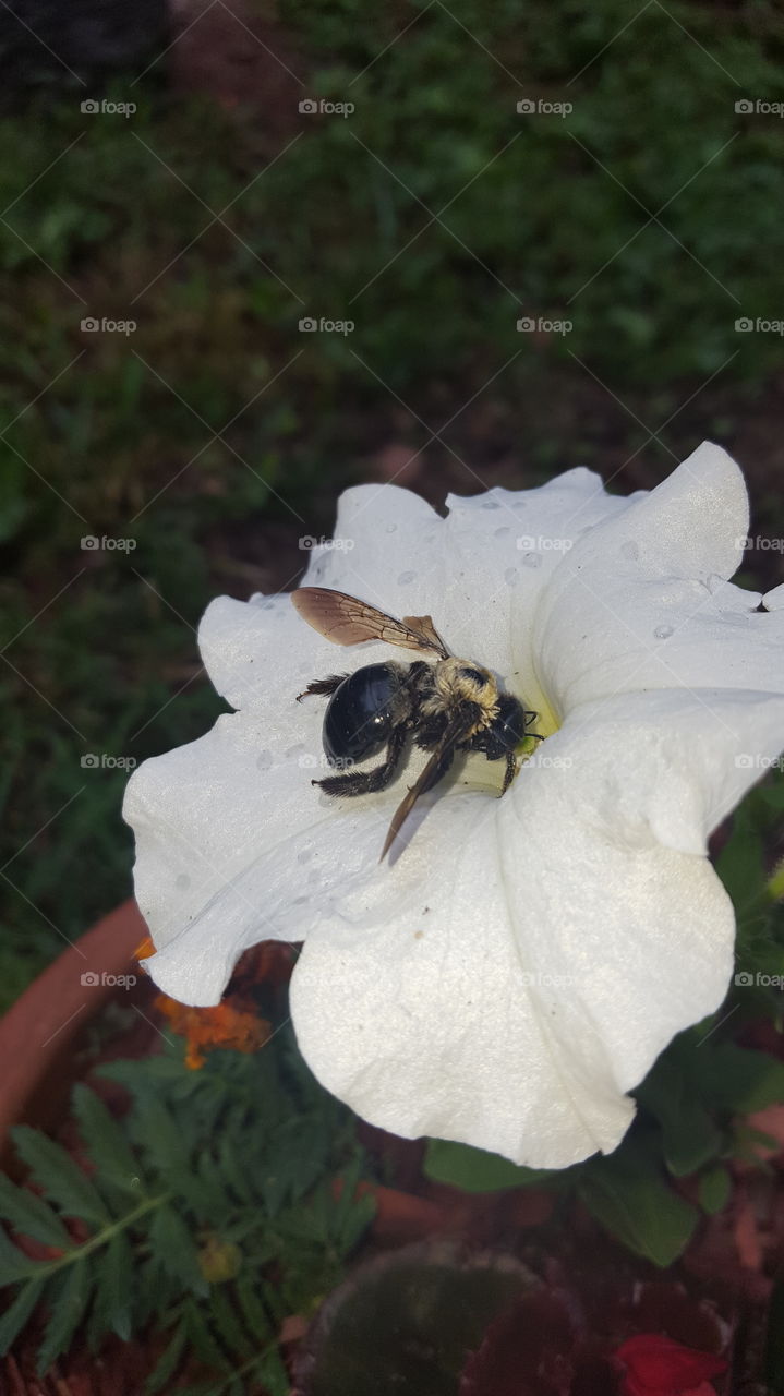 bee in a whitw