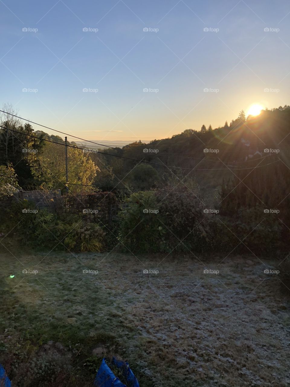 Sunrise in the Forest