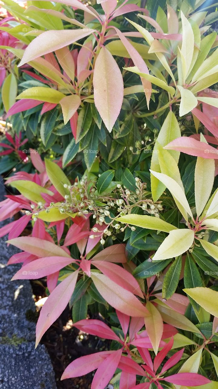 Spring colors. Spring colors