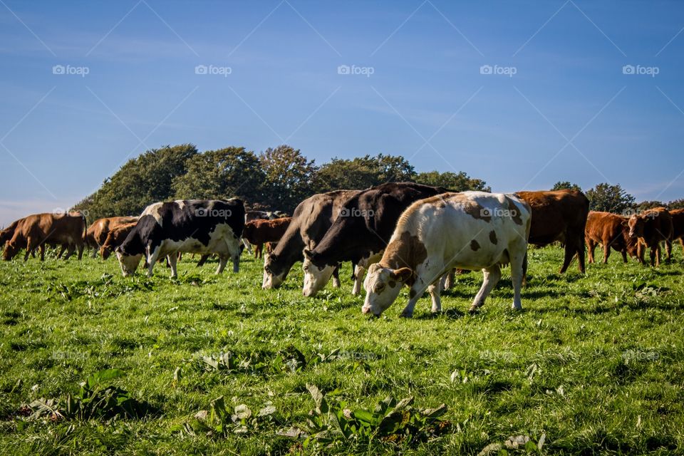 Cattle on grassy field