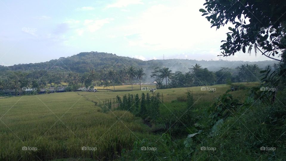 Beautiful view in the afternoon in the rice fields