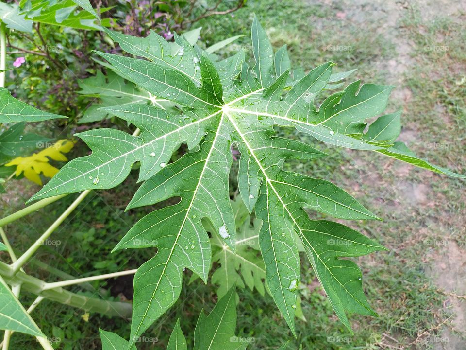 papaya leaf with rain drops