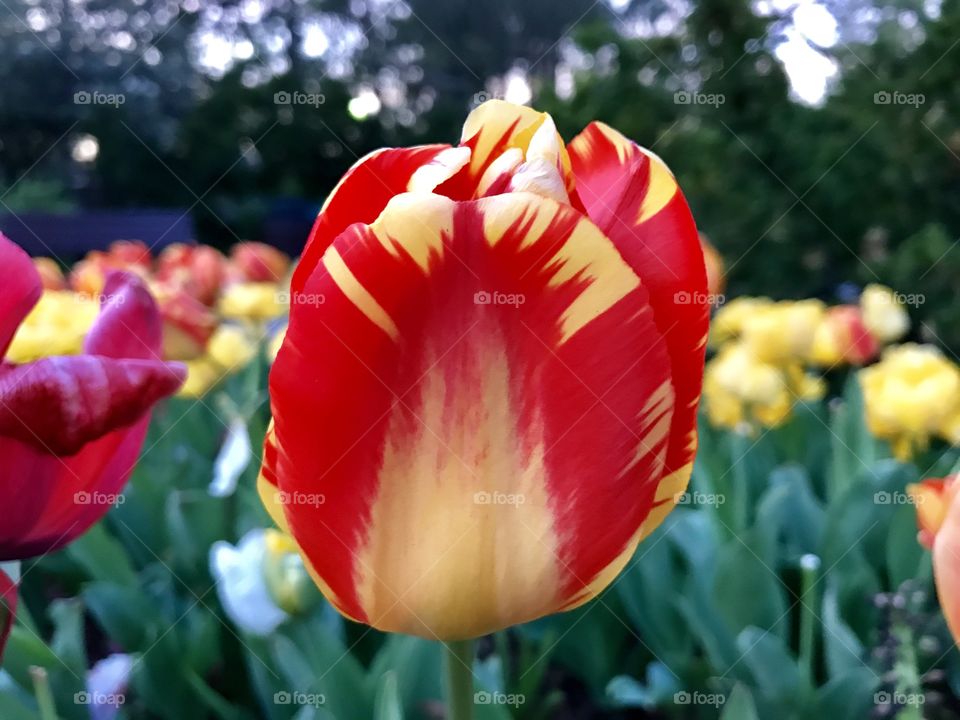 Tulip 