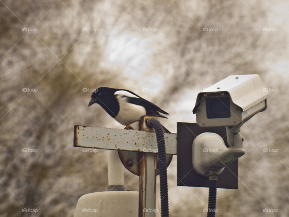eye bird feathers camera by gregmanchester