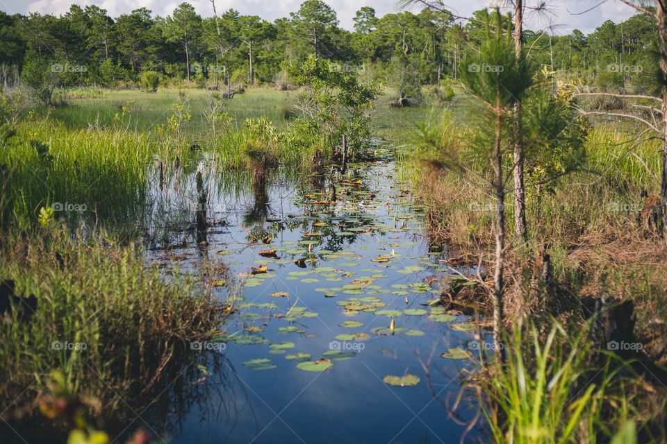 Swamp