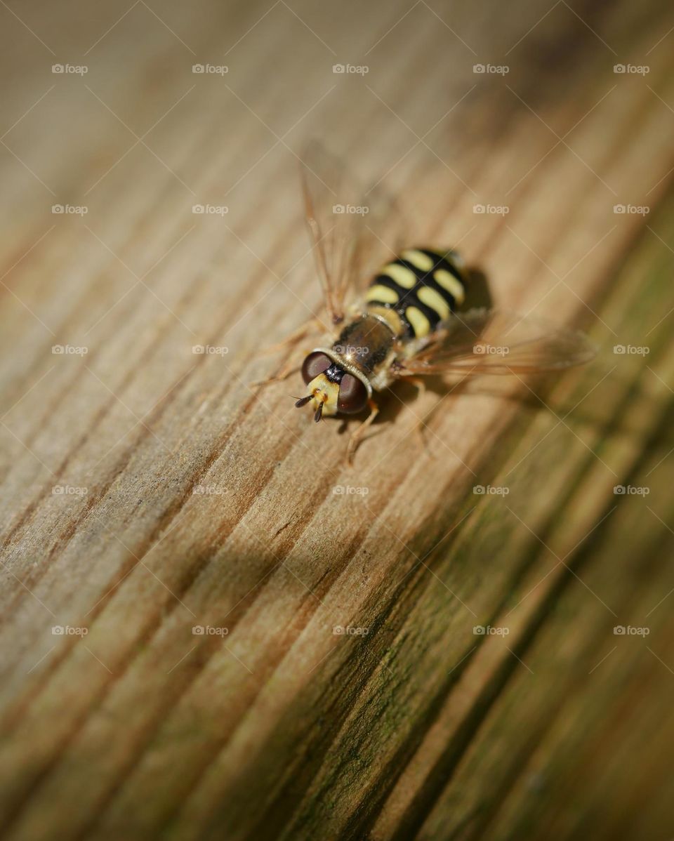 Hoverfly on wood