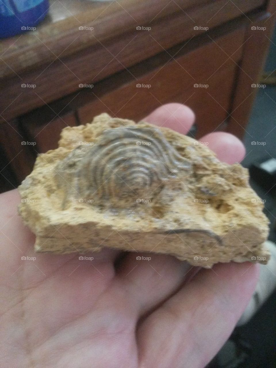 fossil