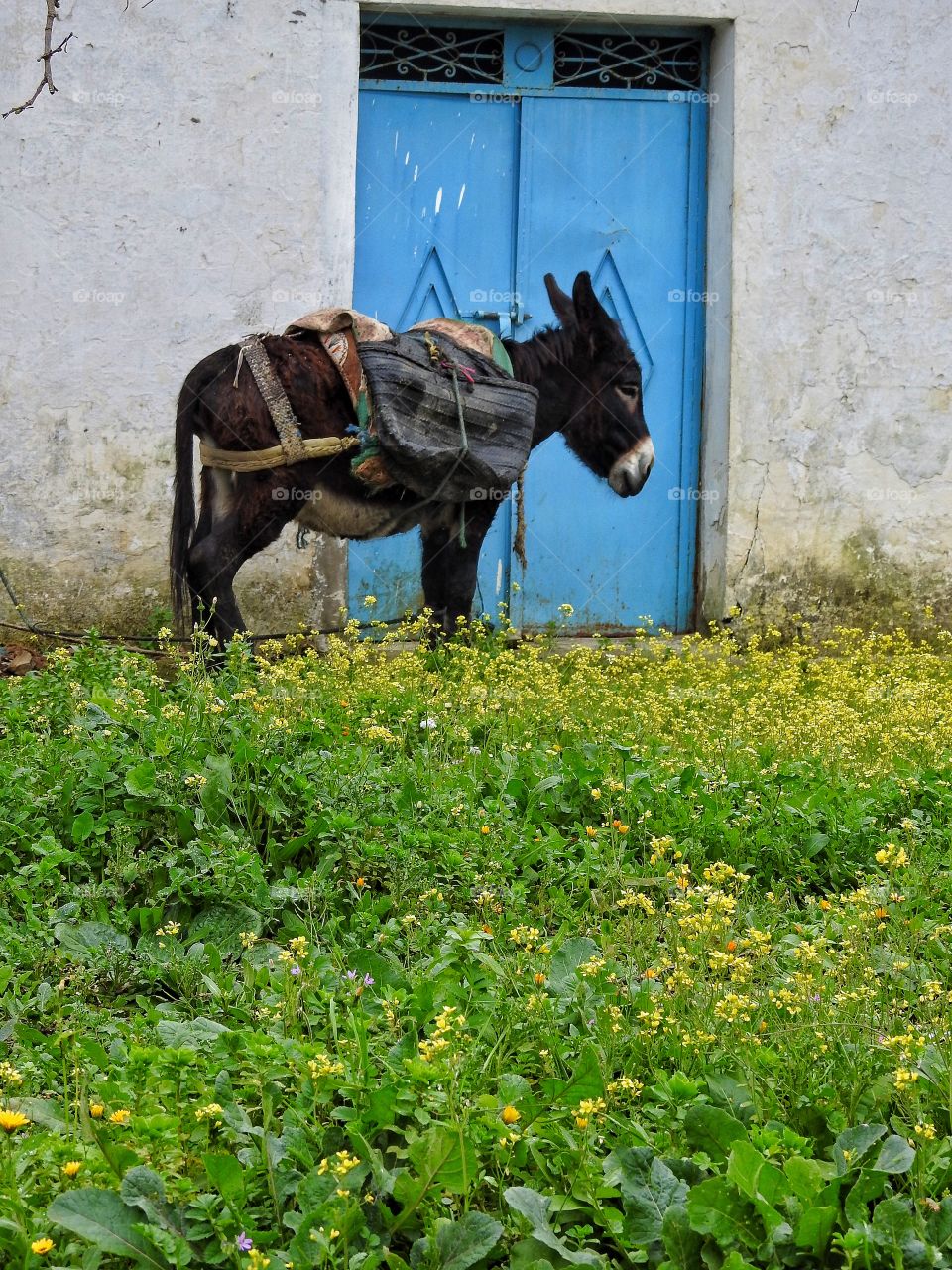 Donkey ready to go