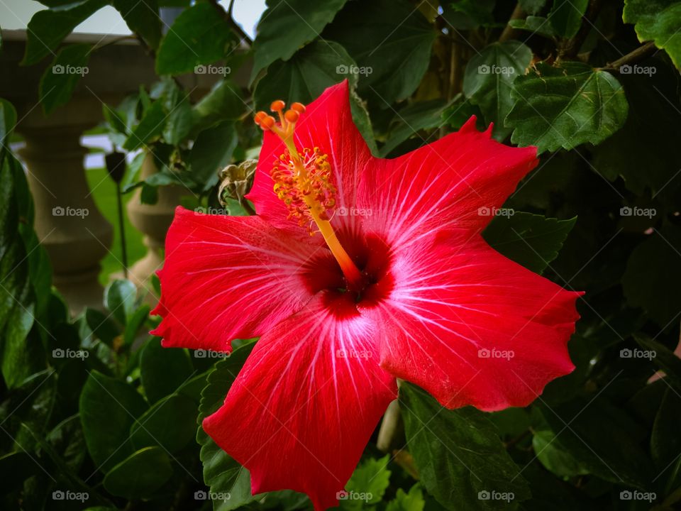 Beautiful red tropical flower.