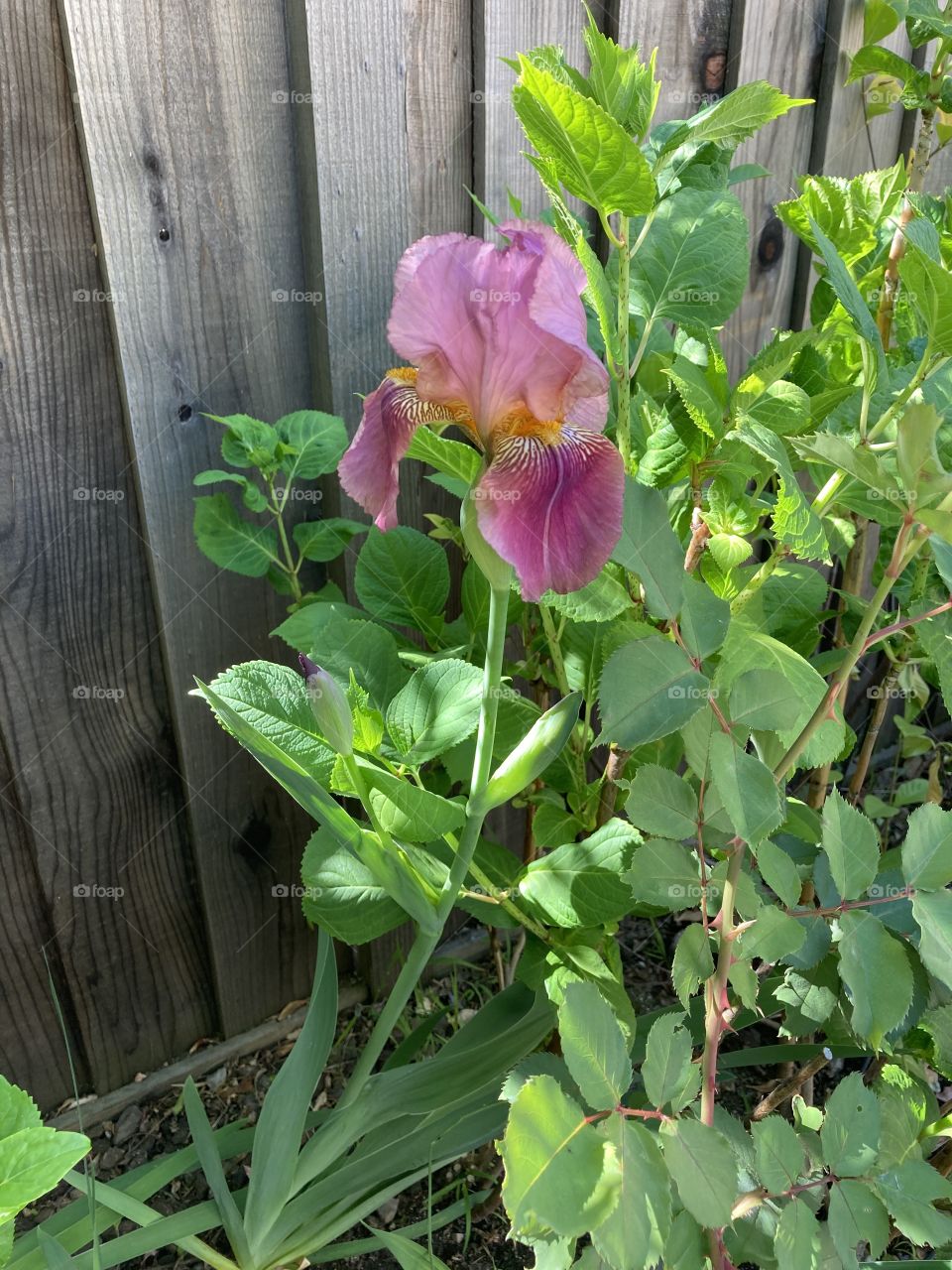 Bearded iris in shades of mauve