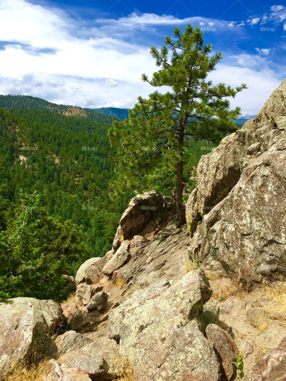 Mountainside tree