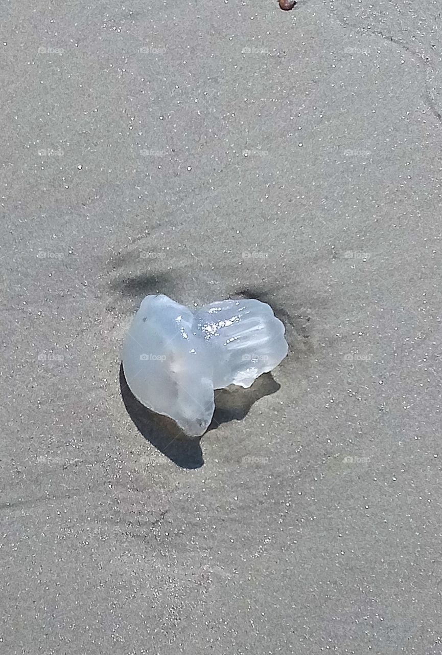 a white jellyfish washed up on the shore of the Atlantic