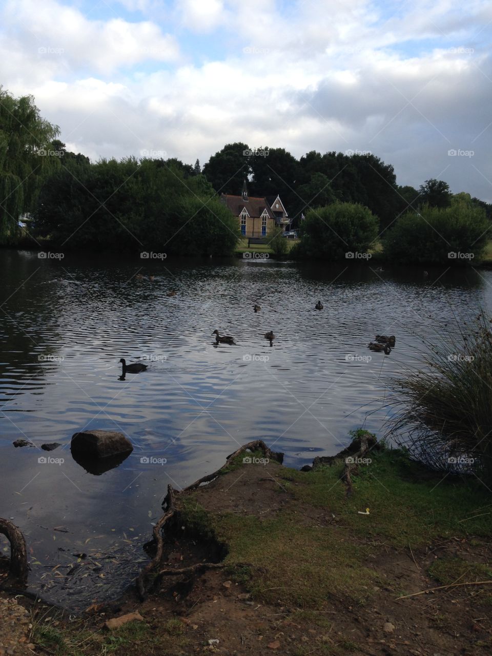 Pond. Duck feeding 
