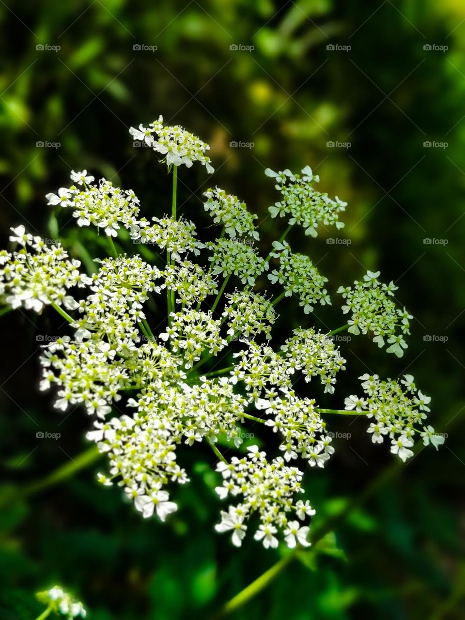 Nature's beautiful plants