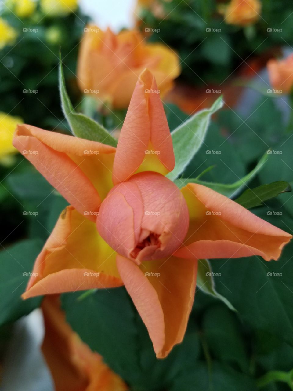 Close-up of a beach rose