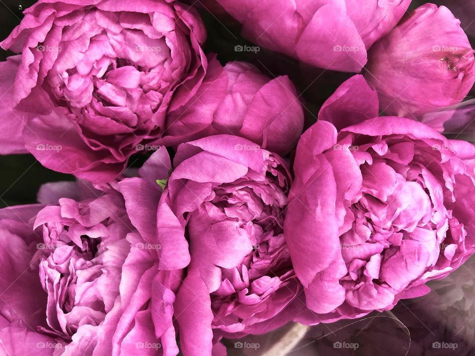 Pink peonies at the LA Flower Mart
