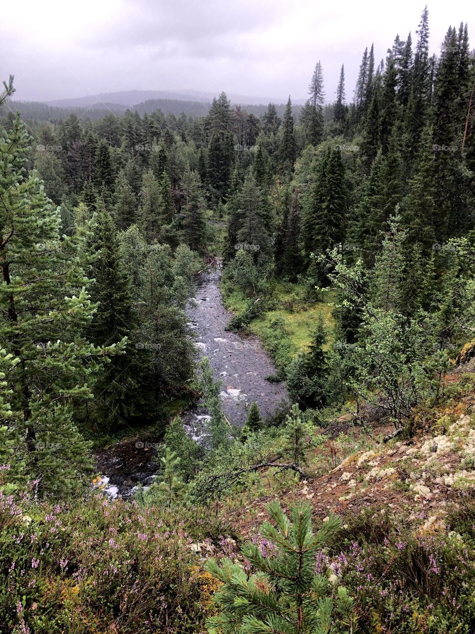 River in evergreen forest Norway