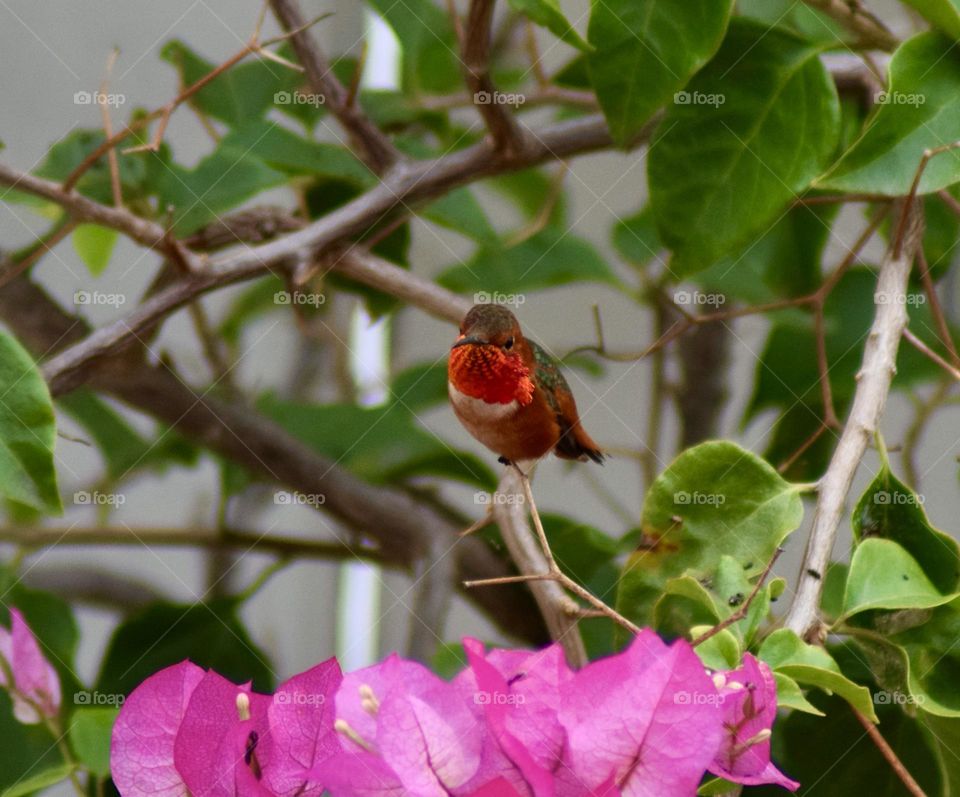 Red Hummingbird 