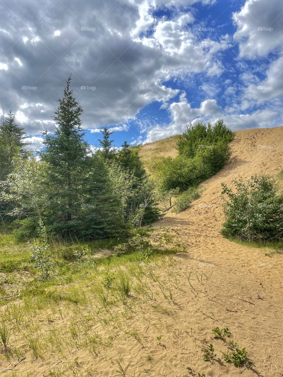 Desert pine trees