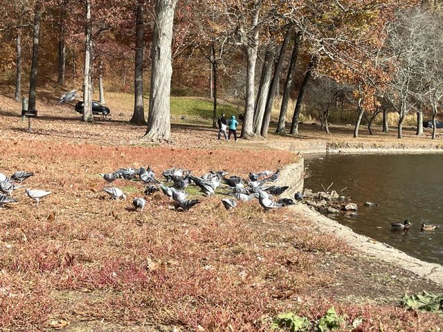 Birds 🦅
