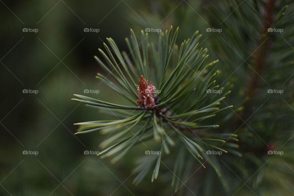 pine close-up