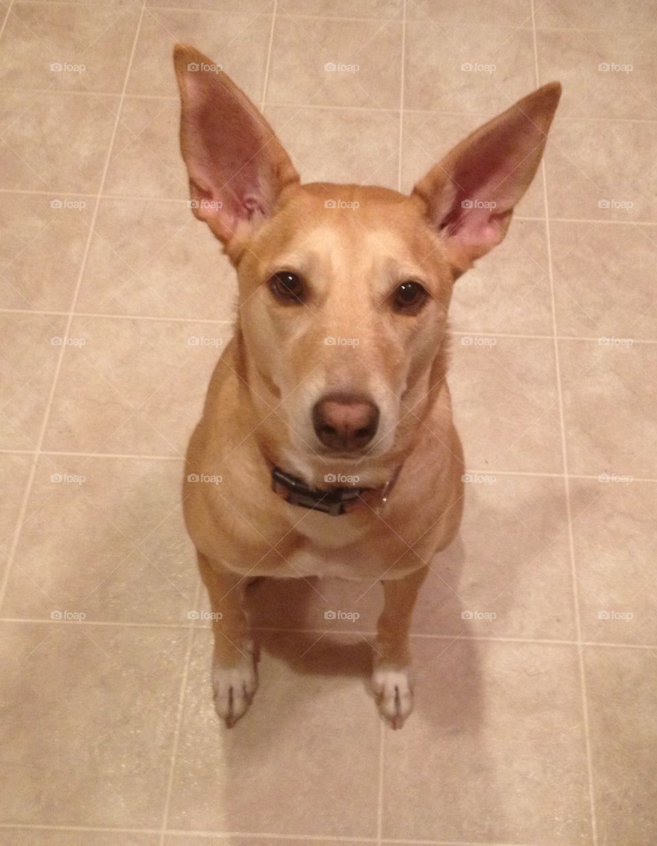 Dog Needing  a treat