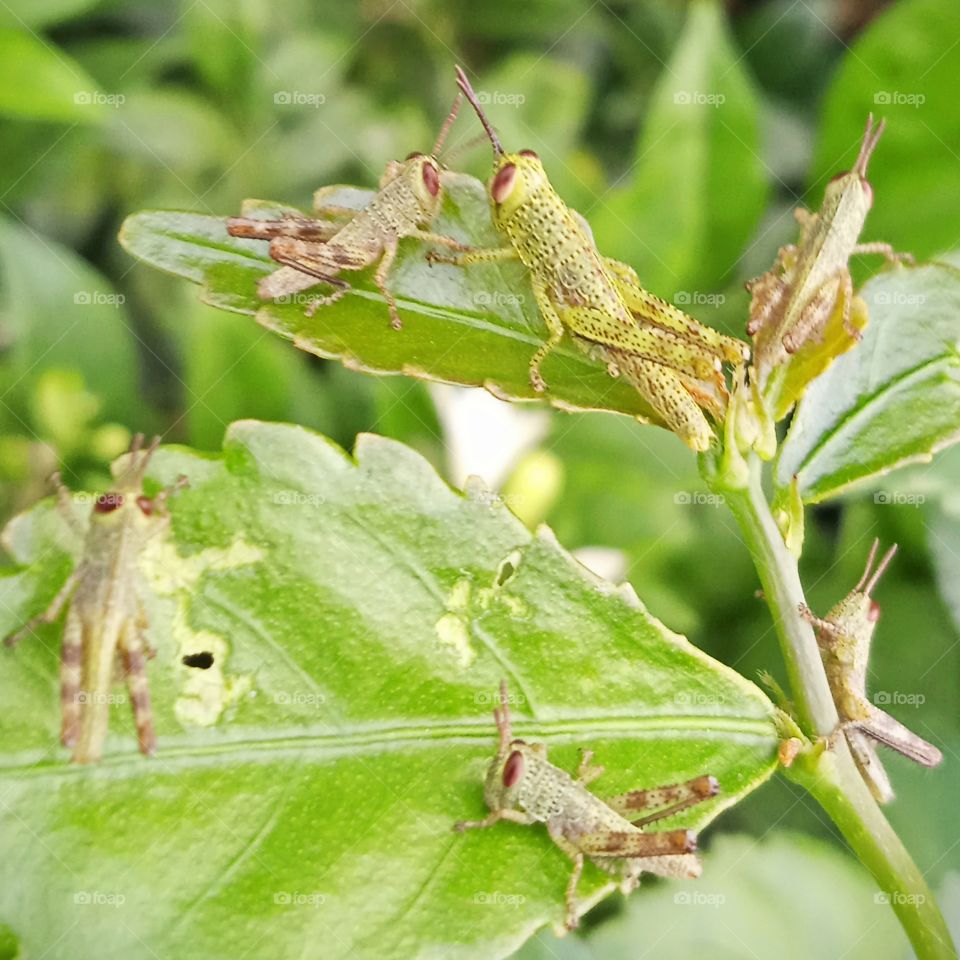 Six little grasshoppers on the leaves.
