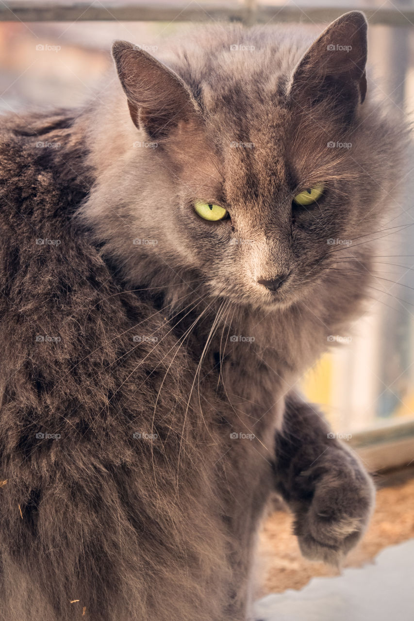 Portrait of an angry cat 