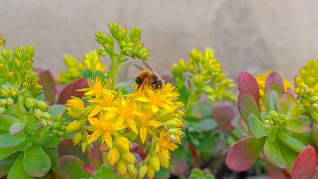 bee on a yellow flowers