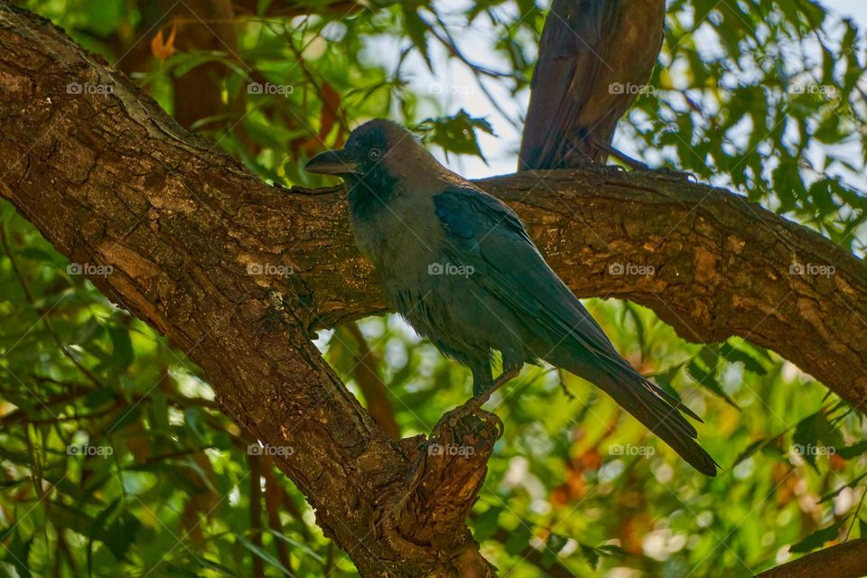 Bird photography  - Indian crow