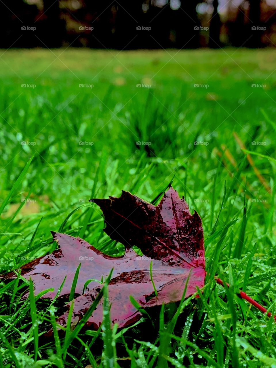 closeup of a fallen red leaf on dewy grass in the fall
