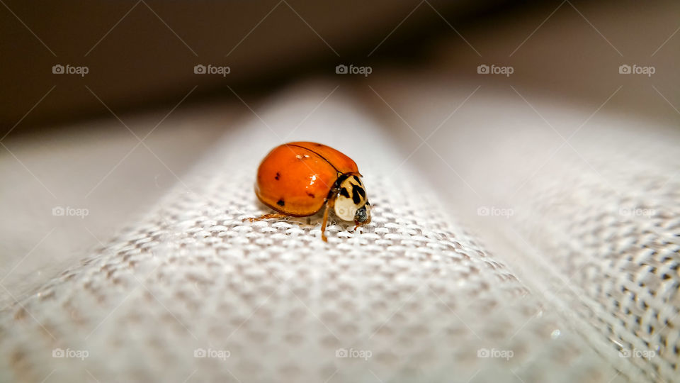 Ladybug in the curtain II