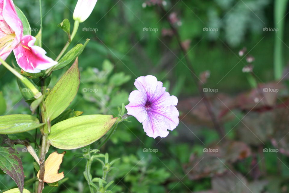 Small purple flower 