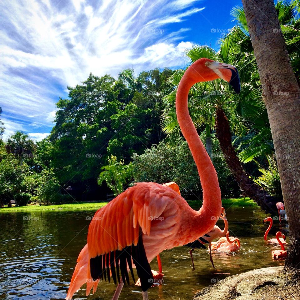 A group of flamingos in lake