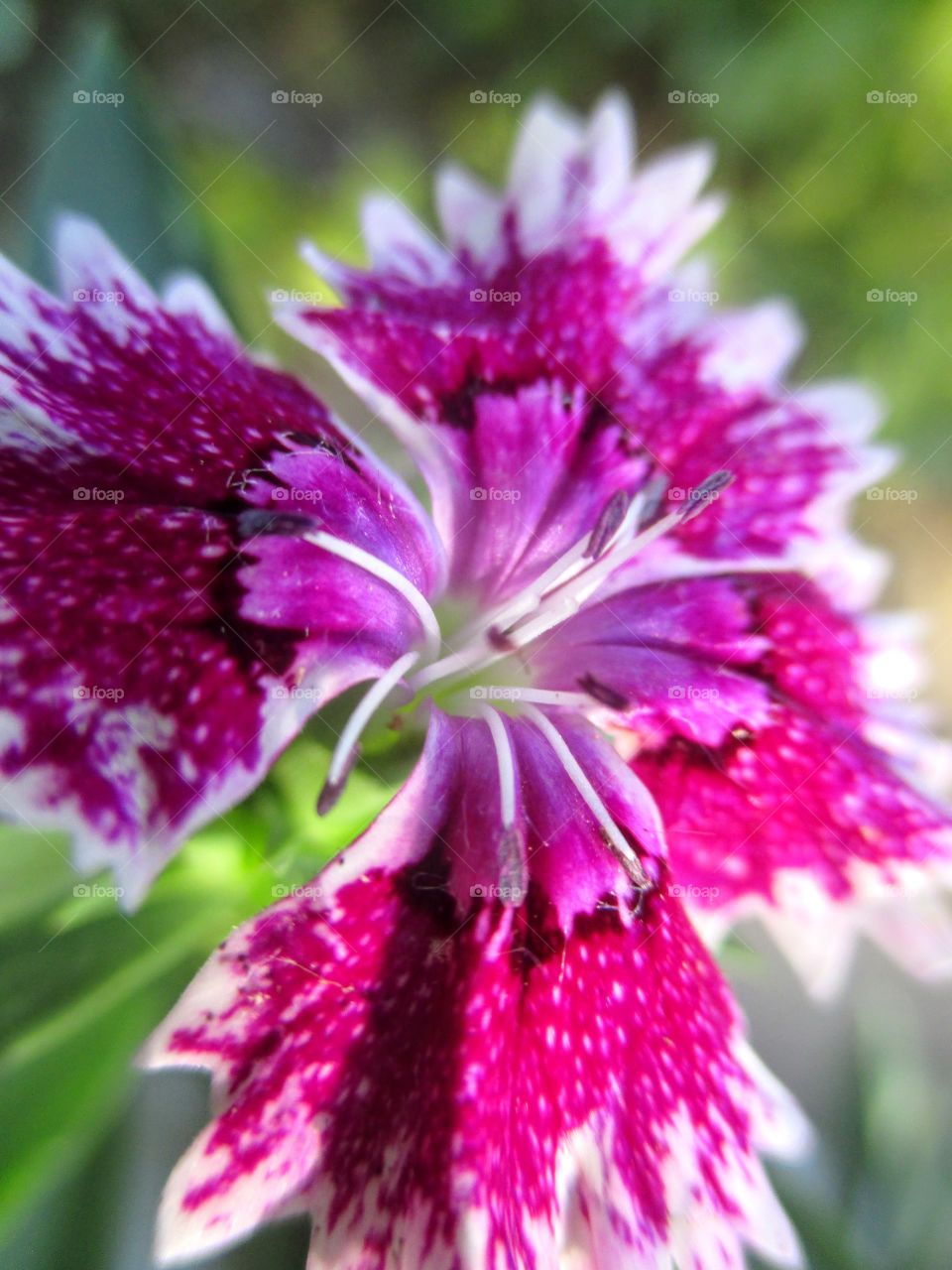 Dianthus flower