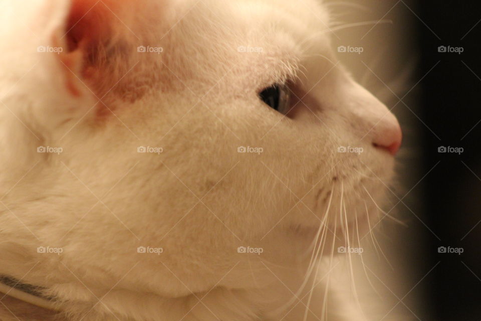 Cat close up with a pure white coat of fur