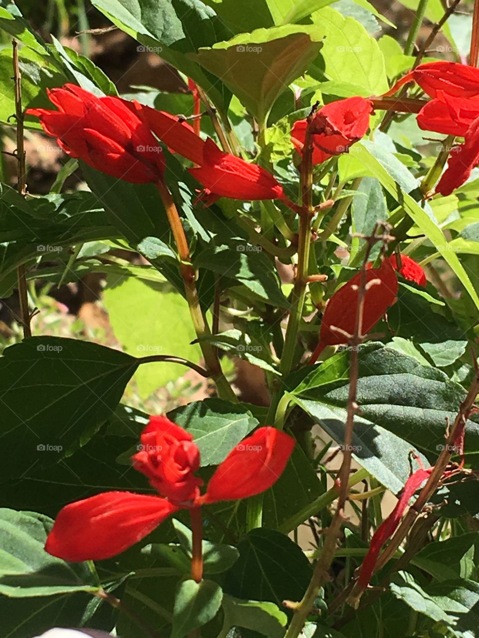 Burning red flowers planted in a swan planter still growing strong all summer long.