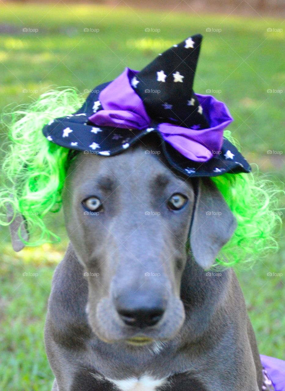 Dog gone witch